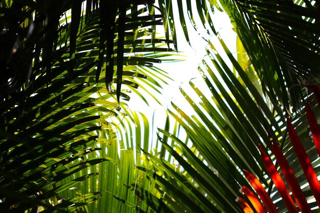 Foto hojas amarillas y verdes de la palmera fondo natural