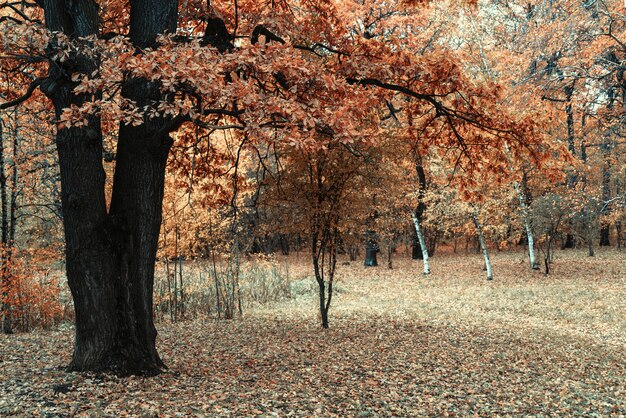 Hojas amarillas de un viejo roble. Otoño