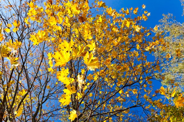 Hojas amarillentas en los árboles de arce en la temporada de otoño. Cielo azul de fondo. Foto tomada en primer plano.