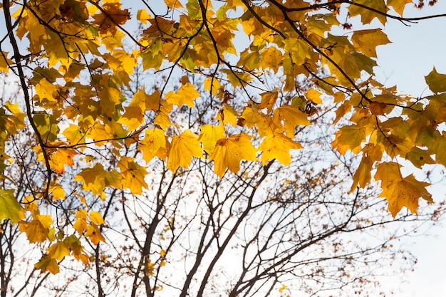 Hojas amarillentas en los árboles de arce en la temporada de otoño. El follaje está iluminado por la luz del sol en un parque. Parte visible de las ramas desnudas de las plantas.