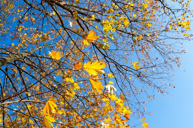 Hojas amarillentas en los árboles de arce en la temporada de otoño.