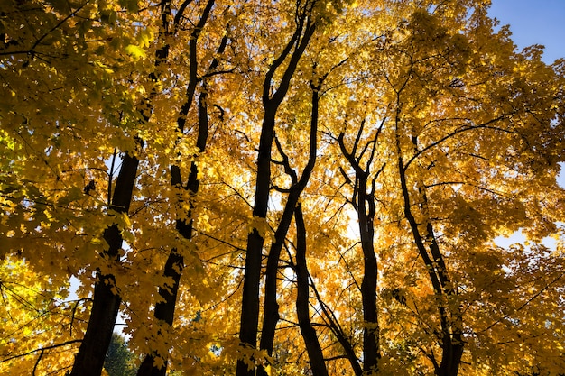 Hojas amarillentas de los árboles en otoño, hermosa naturaleza otoñal en clima soleado, fotografía brillante