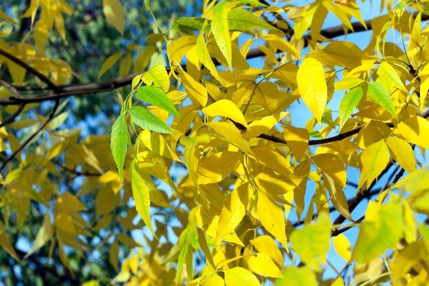 Foto hojas amarillentas en los árboles