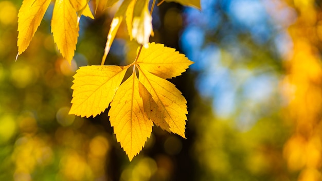 Hojas amarillentas en el parque de otoño. Hermosas hojas de arce en la temporada de otoño. Concepto de otoño. Copia espacio