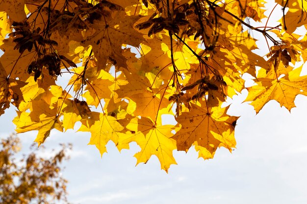 Hojas amarillentas y que cambian de color en los árboles en otoño, naturaleza en otoño