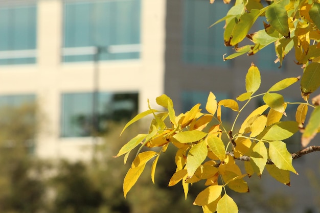 Foto hojas de árbol amarillas con edificio en el fondo