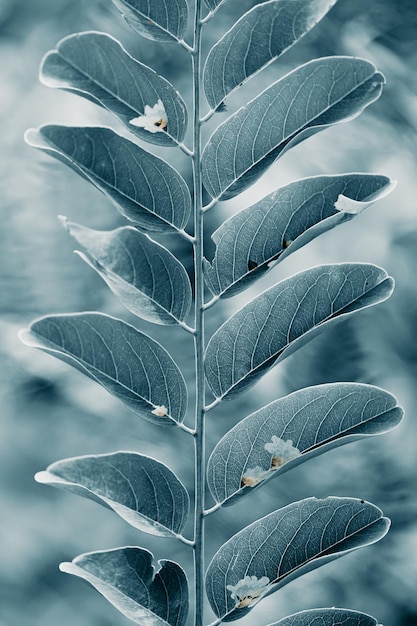 hojas de árbol azul en la naturaleza en invierno, fondo azul