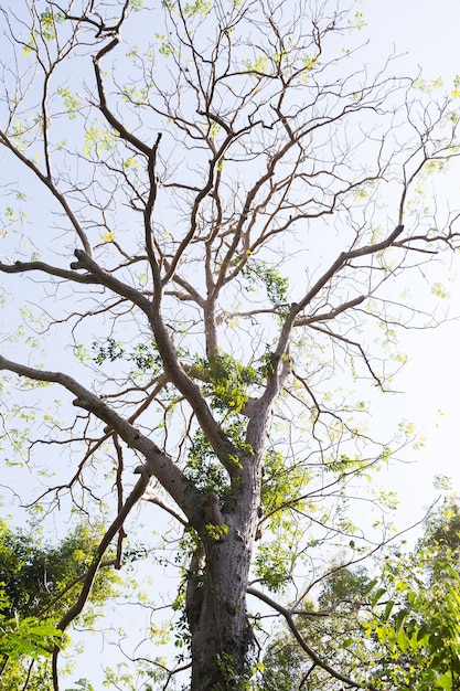 Foto las hojas del árbol caen