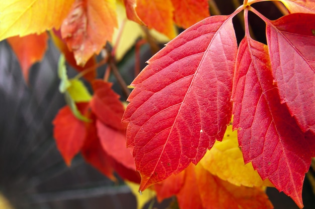 Hojas de árbol colorido rojo otoño