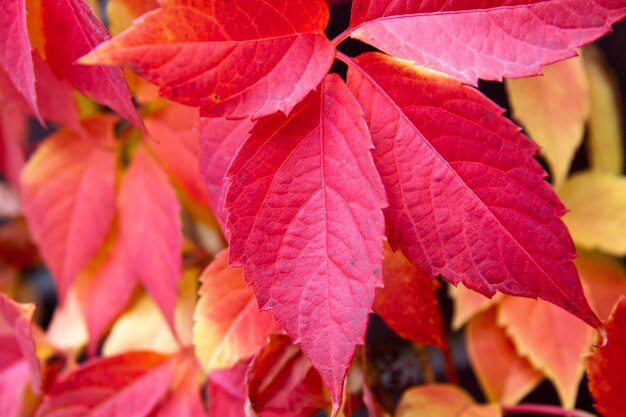 Hojas de árbol colorido rojo otoño