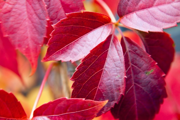 Hojas de árbol colorido rojo otoño