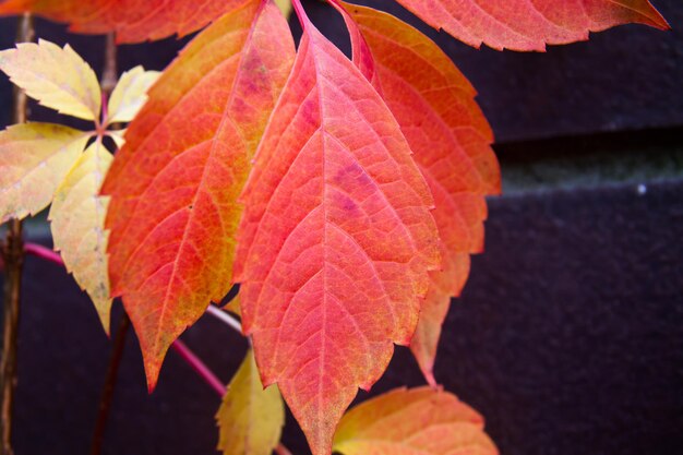 Hojas de árbol colorido rojo otoño