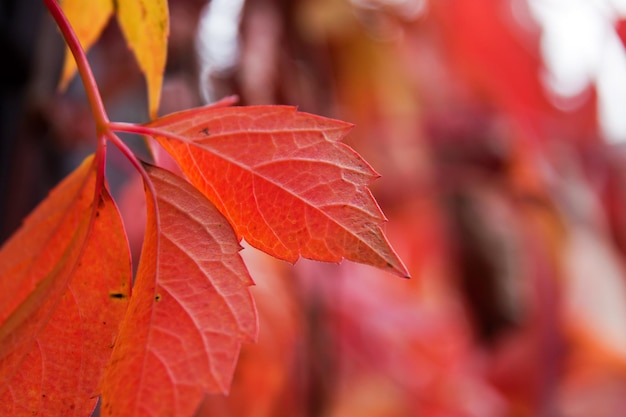 Hojas de árbol colorido rojo otoño