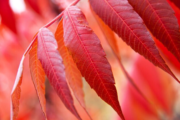 Hojas de árbol colorido rojo otoño