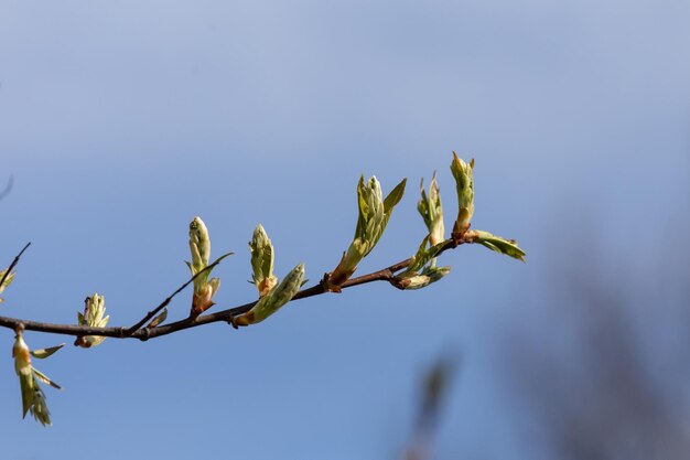 Las hojas del árbol emergen de los brotes.