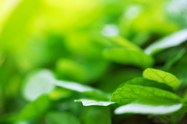 Hojas de árbol para fondo de naturaleza y ahorro verde.