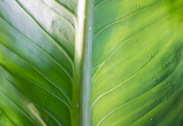 Hojas de árbol para el fondo de la naturaleza y guardar el concepto verde