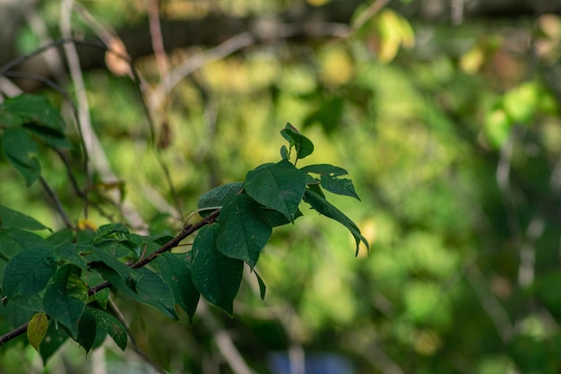 Hojas de arbol en el jardin