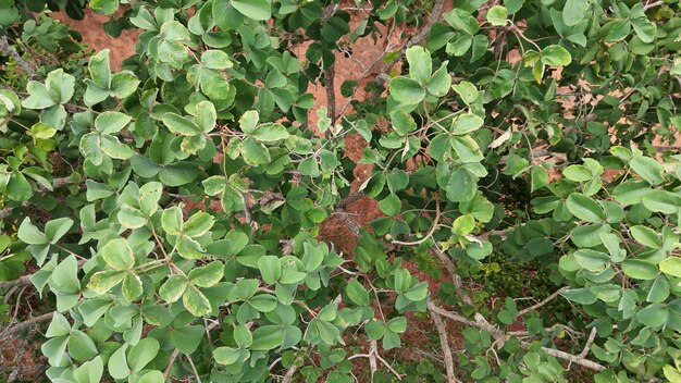 Foto hojas del árbol de la nuez pekea