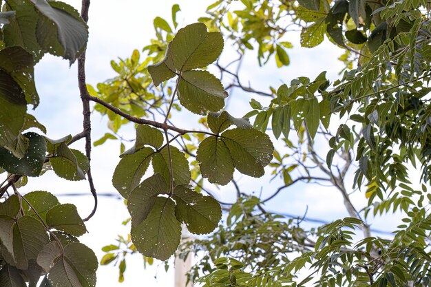 Foto hojas del árbol de la nuez pekea