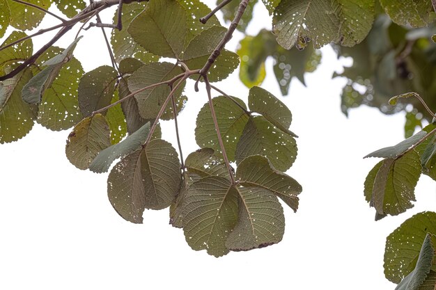 Foto hojas del árbol de la nuez pekea