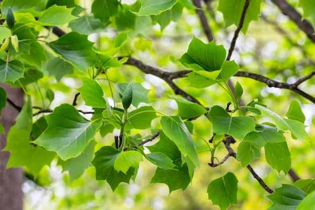 Hojas del árbol ornamental Liriodendron tulipifera en forma original