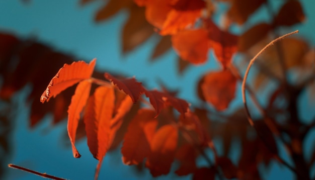 Hojas de árbol pintadas de otoño con colores mágicos colorido paisaje otoñal amarillo rojo y verde colores fondo enfoque selectivo bokeh fondo borroso