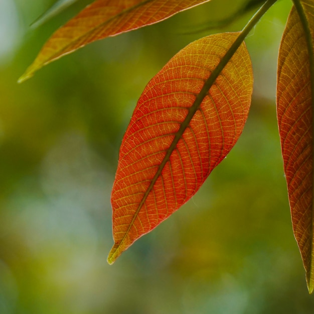 Hojas de árbol rojo y colorido en la naturaleza en verano