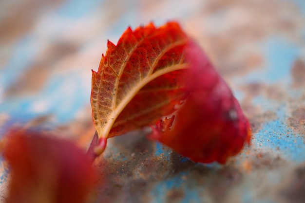 hojas de arbol rojo en la naturaleza