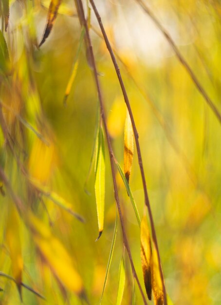 Hojas de un árbol sauce llorón rakita y hermoso bokeh