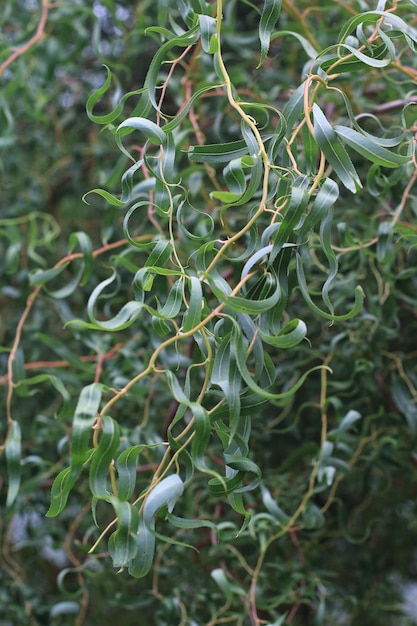 Hojas de un árbol de sauce sacacorchos