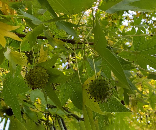 Hojas de árbol sicómoro con semillas fondo natural concepto ambiental sicómoro americano