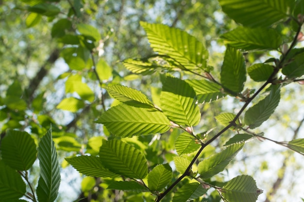 Hojas de árbol verde claro joven iluminadas por el sol.