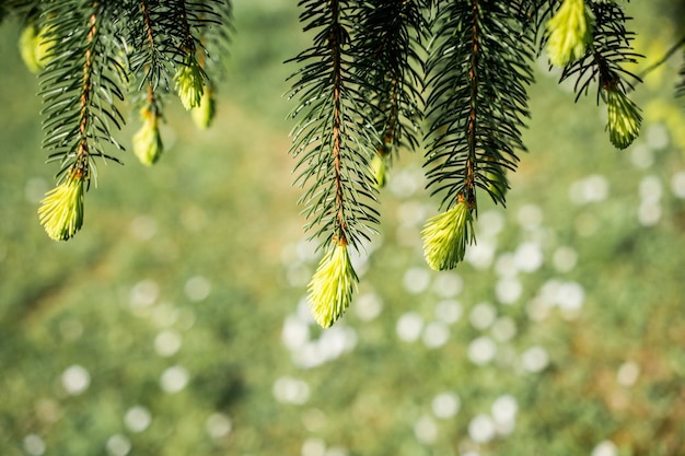 hojas de árbol verde como fondo