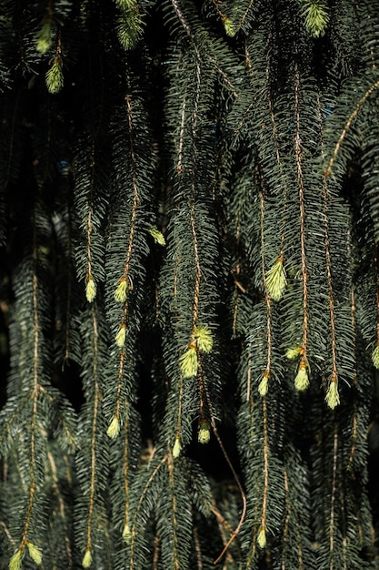 hojas de árbol verde como fondo