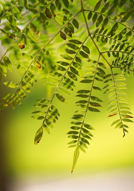 hojas de arbol verde en la naturaleza