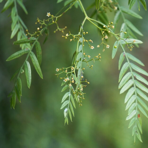 hojas de arbol verde en la naturaleza