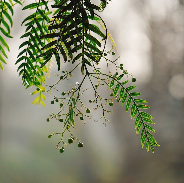 hojas de arbol verde en la naturaleza