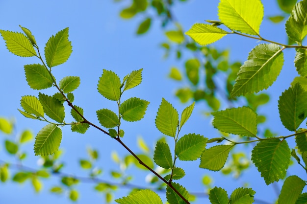 Hojas de arbol verde en primavera