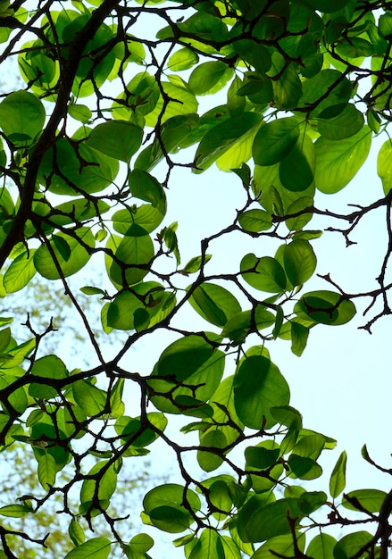 Hojas de arbol verde en primavera