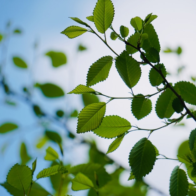 hojas de arbol verde en primavera