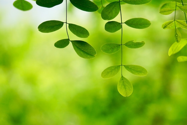 Hojas de árbol verde y ramas en la naturaleza en verano.