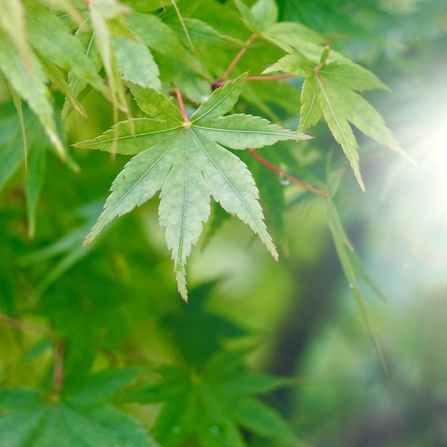 Hojas de árbol verde y ramas en la naturaleza en verano.