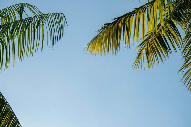 Hojas de árbol verde sobre fondo de cielo azul verano