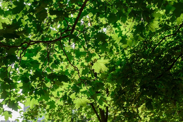 Hojas de árbol verde y sol de verano por la mañana