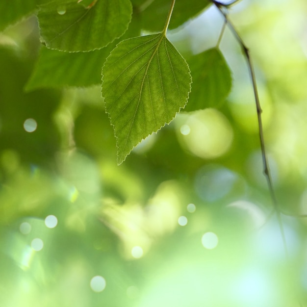 Hojas de árbol verde con textura en la naturaleza en verano, fondo verde