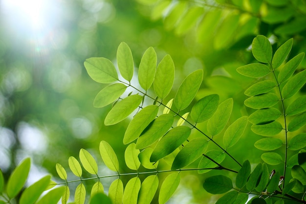 Hojas de árbol verde con textura en la naturaleza en verano, fondo verde