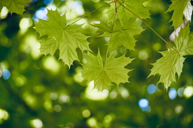 Hojas de árbol verde texturadas en verano en la naturaleza.