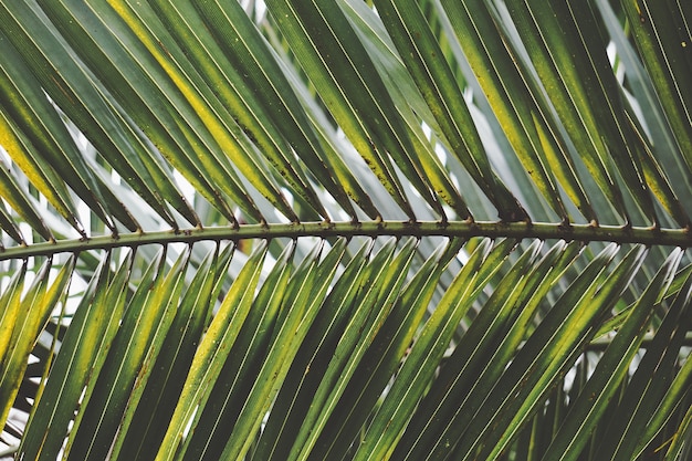 Hojas de arbol verde