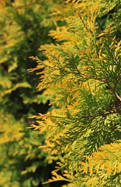 Foto hojas en el árbol